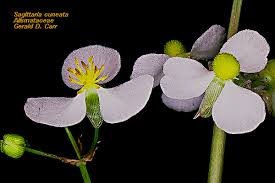 Image result for Alismataceae