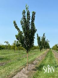 Image result for Maclura