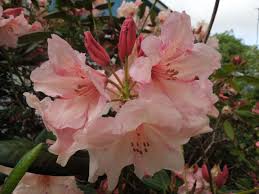 Rhododendron Virginia Richards Woodland Garden Garden Rhododendron