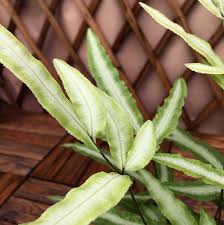 Image result for Pteris cretica