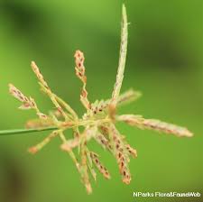 Image result for Cyperus nduru