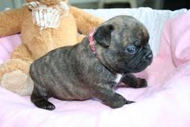 Pug puppies can be intimidating at first, as they seem to small, cute, and delicate. Boston Terrier Pug Puppy For Sale San Antonio Tx