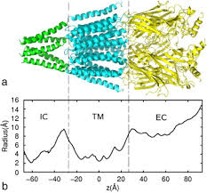 Role Of Acetylcholine Receptor Domains In Ion Selectivity Sciencedirect