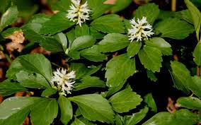 Pachysandra terminalis is a perennial woody evergreen member of the pachysandra genus in the family buxaceae. Japanese Spurge 18 Count Flat Of 3 5 Pots Groundcover Perennial Pachysandra Togogarden