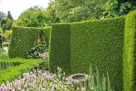 On the fence about what to do for privacy and yard division? Block Unsightly Views Evergreen Screening Plant Solutions