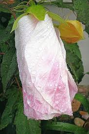 Maybe you would like to learn more about one of these? Blossom Bloom Hibiscus Flower Hibiscus Flower Raindrop Giant Hibiscus Leaf Drop Wet Pxfuel