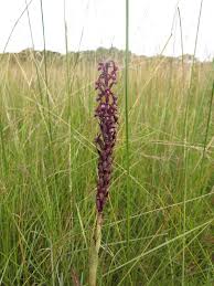Image result for Disa hircicornis