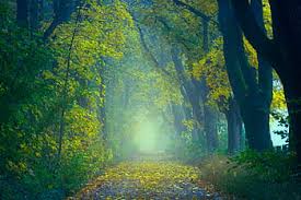 But big woods toms are available for the taking. Forest Field Daytime Japanese Garden Path Trees Nature Plant Tree Beauty In Nature Growth Pxfuel