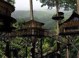 tree house life rumah pohon pohon