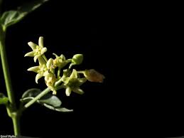 Image result for Vincetoxicum stenolobum