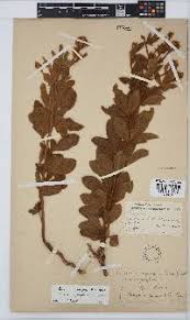 Image result for Pearsonia cajanifolia