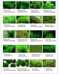 0_moss Chart Postimage Org Water Freshwater Aquarium