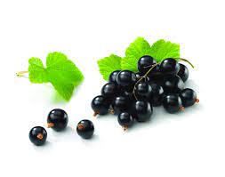 Blackcurrant Black Currant Oil Black Currant Juice Black Currant Seed Oil