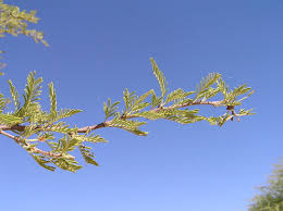 Image result for Acacia luederitzii