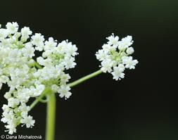 Image result for Pimpinella afra