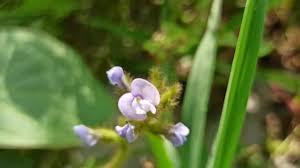 Image result for Calopogonium mucunoides
