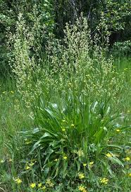 Image result for Valeriana