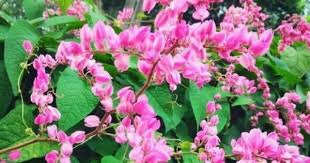 Read 4 from the story air mata malam pengantin by dunia_kata (jasa_editing_naskah) with 1,482 reads. 5 Fakta Tanaman Air Mata Pengantin Popmama Com