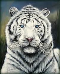 Tigresse sailing catamaran, cape town, western cape. Peinture Tigre Tigresse