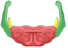 Image result for Hyoid Bone