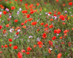 Meadow Wildflowers