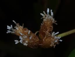 Image result for Hypolytrum