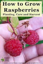 We did not find results for: How To Grow Raspberries Planting Care And Harvest