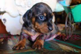 Maybe you would like to learn more about one of these? Adorable Black And Silver Dapple Dachshund Puppy Shorthair Dachshund Breed Dog Trends Silver Dapple Dachshund