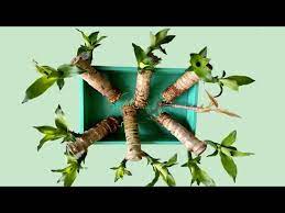 Water extraction of root is very east and fast way to develop roots in any plant cuttings… if you click away from our site to any of our affiliate partners we may earn a small percentage of any subsequent purchase you may make without raising the price to you. Easy Water Propagation Of Yucca Plant Grow Roots In Water Youtube