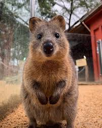 30 Funny Quokka Pictures That Will Make You Book A Flight To Australia To See Them Quokka Cute Animals Cute Little Animals