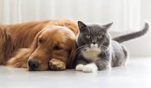 Según el país en el que vivan, los perros y los gatos “hablan dialectos” -  Red 92 | Cada Día Más !