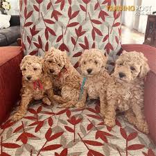 Has had one litter with four puppies; Apricot Miniature Poodle Puppies For Sale