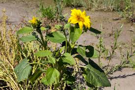 Vroege Vogels Forum Zonnebloemen