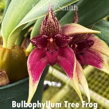 Image result for Bulbophyllum X chikukwa