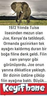 Yarali Fil Ve Joe Joes Animals