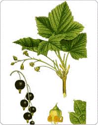 Tous les procédés d'extraction, de concentration et de séchage sont étudiés et validés afin de respecter les principes actifs de la plante. Eps Extrait Fluide De Plantes Fraiches Standardisees Glycerinees Sans Alcool