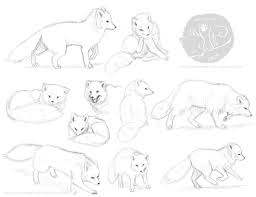 Red Fox Anatomy Study Sketches Download For Full Size I Don T Normally Post My Anatomy Studies But I Figured This Would Help Oth Arctic Fox Fox Sketch Fox Art