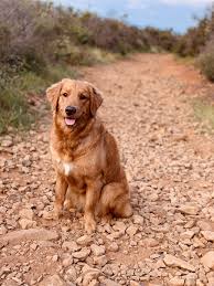 We did not find results for: Cherry The Golden Retriever From San Diego Hunde