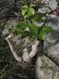 Image result for Cyphostemma quinatum