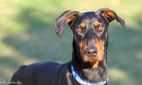 Most of the dobermans we rescue come from shelters in the. Looking To Adopt A Pet Here Are 7 Delightful Doggies To Adopt Now In