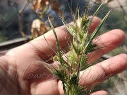 Image result for Themeda triandra