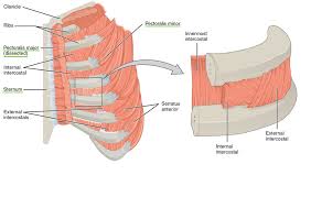 / within this group of back muscles you will find the latissimus dorsi, the trapezius, levator scapulae and the the intrinsic (deep) muscles of the backcan be further subdivided into their own superficial, intermediate and deep layers. Thoracic And Abdominal Muscles Lecturio Online Medical Library