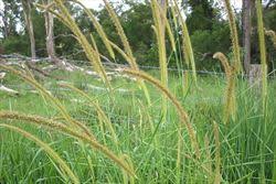Image result for Setaria sphacelata