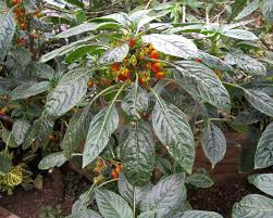 Image result for Impatiens niamniamensis
