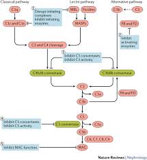 Image result for Complement Pathway