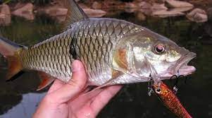 Gunakan benang pe yang sesuai, kalau memancing hampala, kami menyarankan supaya action lure bagus. Berikut Umpan Alami Ikan Hampala Air Keruh Paling Ampuh Mancingikan Net 2021 Mancingikan Net 2021