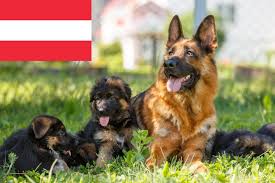 Jahrhundert sehr beliebt und weit verbreitet. Schaferhund Zuchter In Osterreich Schaeferhundseite De