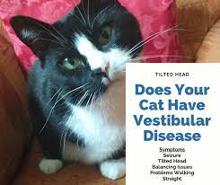 Diagnosis can be aided by the history obtained from the client, as well as careful examination of the. Symptoms And Treatment For Vestibular Disease In Cats Pethelpful By Fellow Animal Lovers And Experts