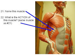 Included with the name is the origin and insertion and the action the. Facial And Trunk Muscles Practice Test Note This
