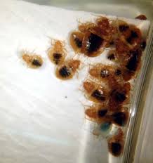 Image result for bedbugs on mattress